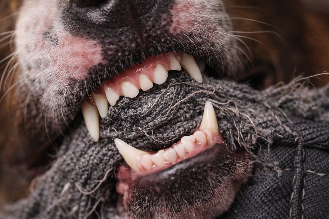 Best Dog Beds for Dogs That Chew (Durable & Long-Lasting Options)