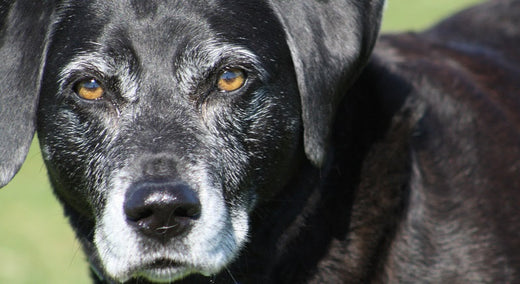 Best dog bed for older dog