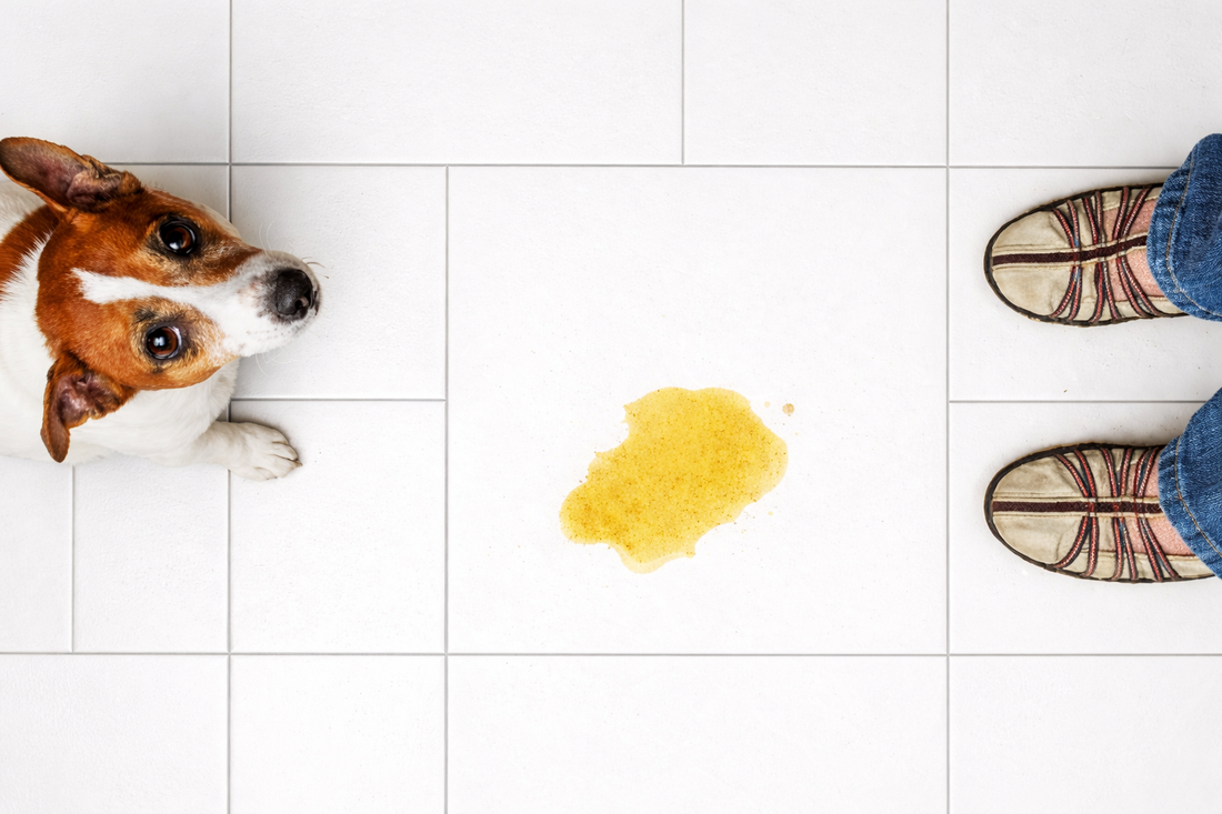Best Dog Beds for Dogs with Incontinence (Waterproof & Washable Guide)