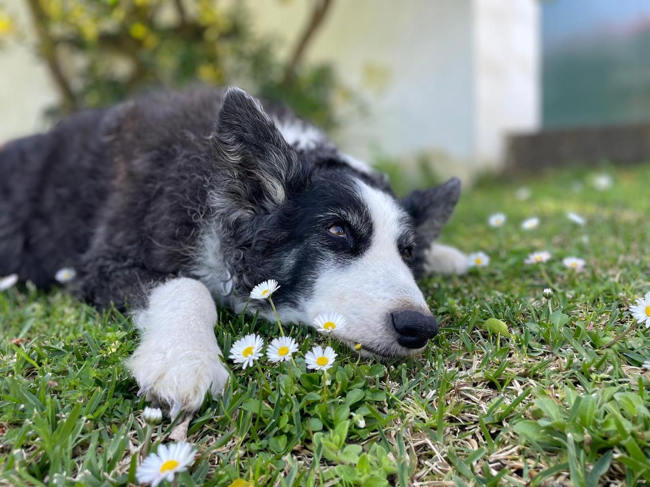 Best Dog Beds for Dogs with Arthritis (Comfort, Support & Joint Relief Guide)
