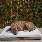 Stone Base Bed L/XL